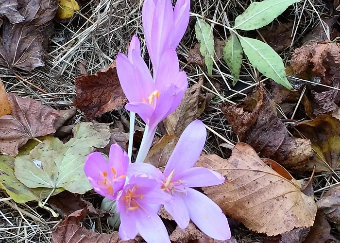 Horsky Razula Velké Karlovice
