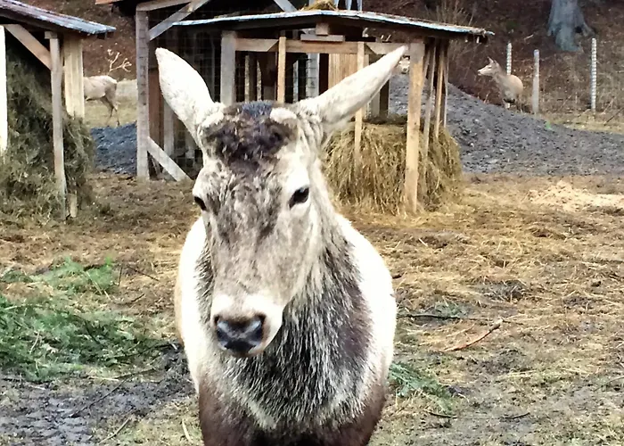 Daire Horsky Razula *